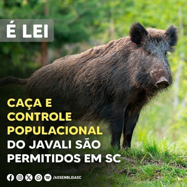 Caçadores Brasil 🐶🐰🐗🫎🐊🐕🦌