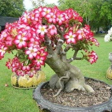 RD Londrina e região